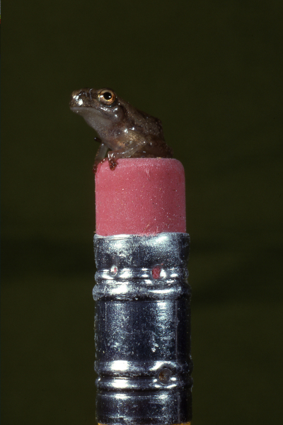 A young spring peeper recently metamorphosed from tadpole to immature adult.  Credit: Jack Ray.